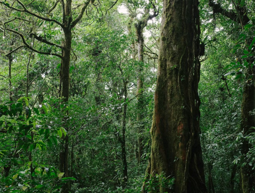 Planning, Planting and Protecting 550,000 hectares of forests in Malawi
